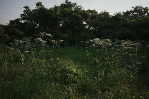 Fagopyrum cymosum, photograph 2