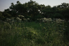 (c) MUNENORI YAMAKAWA, some rights reserved (CC BY) Fagopyrum cymosum, photograph (c) MUNENORI YAMAKAWA, some rights reserved (CC BY)