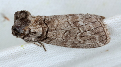 Discophlebia celaena