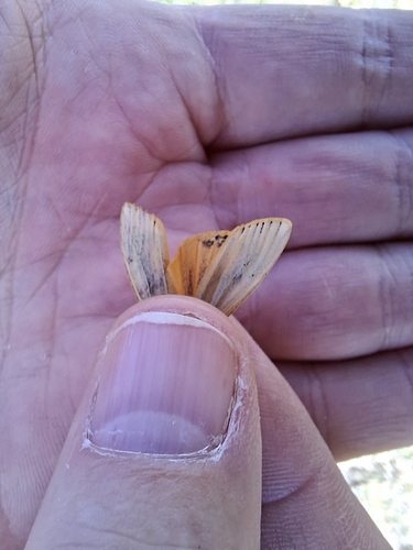Feathered Footman