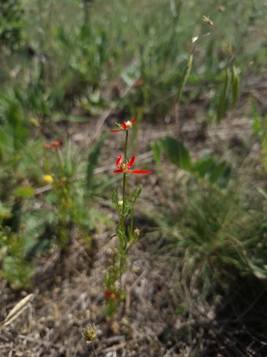Scarlet Pheasant's-eye