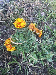 Tagetes lunulata