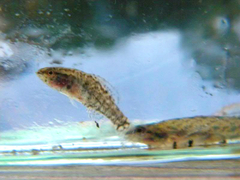 Etheostoma gracile