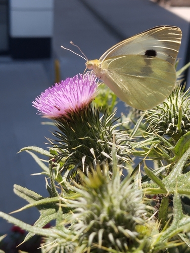 Large White