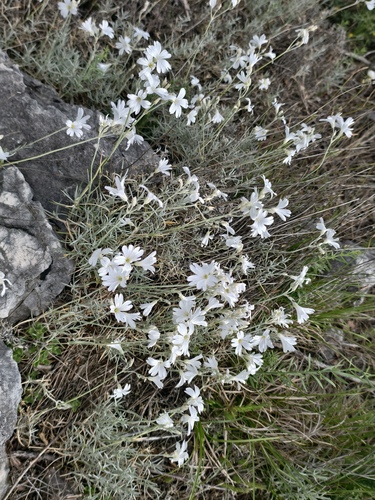 Cerastium grandiflorum (Cerastium grandiflorum)