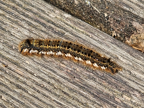 Drinker Moth