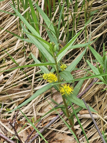 Tufted Loosestrife