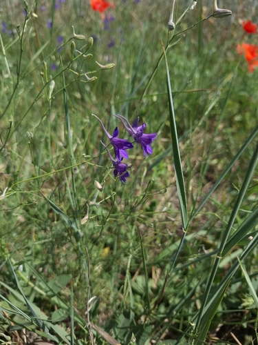 Forking Larkspur