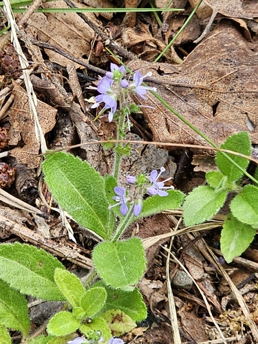 heath speedwell