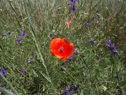 common poppy