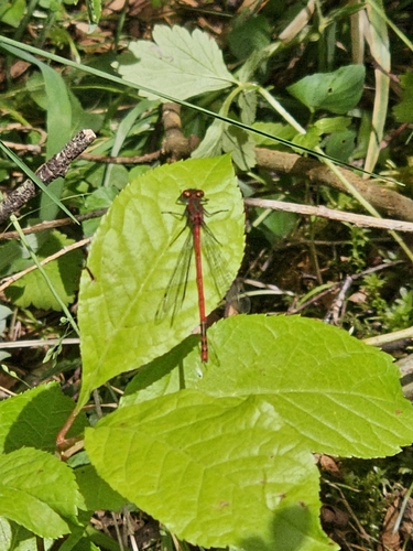 Large Red Damselfly