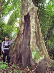 Pterocarpus officinalis