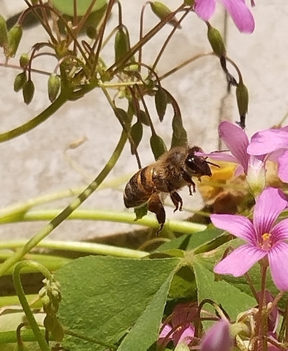 Western Honey Bee