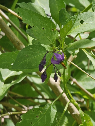 bittersweet nightshade