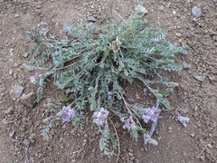 Astragalus andersonii