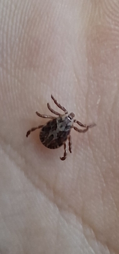 Ornate Sheep Tick