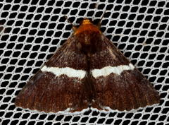 Buzara frontinus