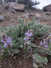 Astragalus andersonii