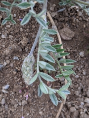 Astragalus andersonii