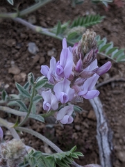 Astragalus andersonii