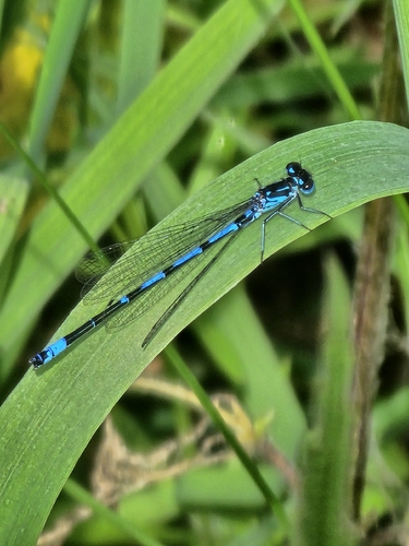Variable Bluet