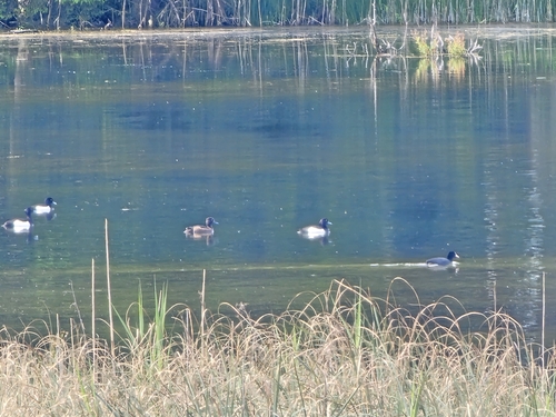 Tufted Duck