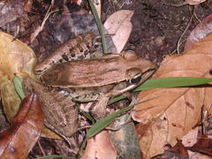 Lithobates vaillanti