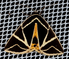 Agamana sarmentosa
