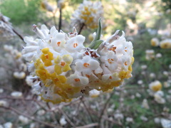 Edgeworthia chrysantha
