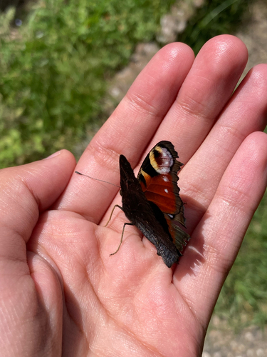 European Peacock Butterfly