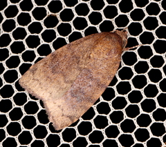 Austrocarea iocephala