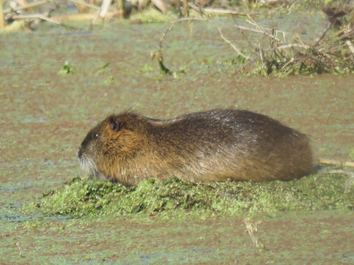Coypu