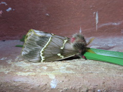 Paradirphia fumosa