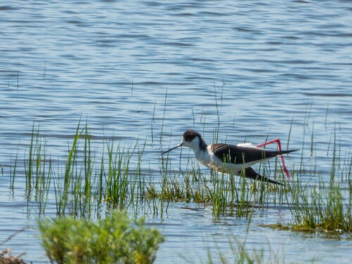 iNaturalist image