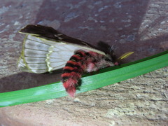 Paradirphia fumosa