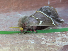Paradirphia fumosa