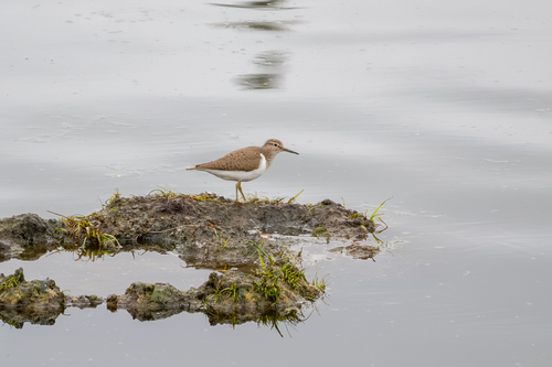 iNaturalist image