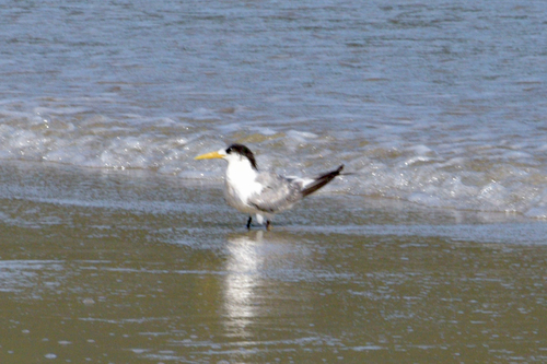 iNaturalist image