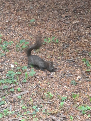 Eurasian Red Squirrel
