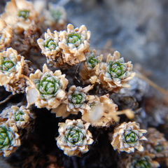 Draba oligosperma