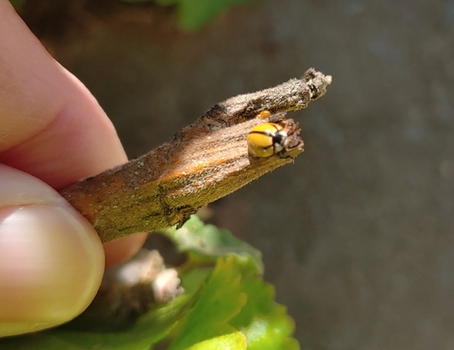 Cheilomenes propinqua