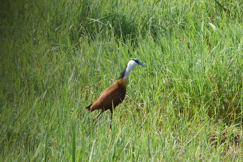 iNaturalist image