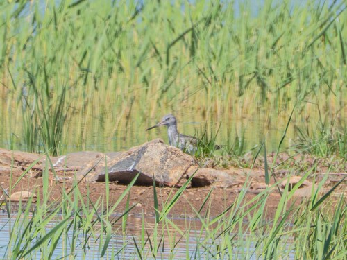iNaturalist: (c) Alexandra Vladimirova, some rights reserved (CC BY-NC), uploaded by Alexandra Vladimirova iNaturalist image
