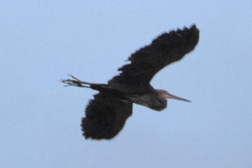 iNaturalist image