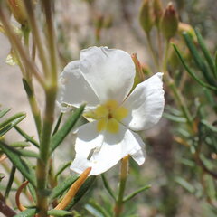 Cistus clusii, photograph (c) Oriol Sastre, some rights reserved (CC BY)