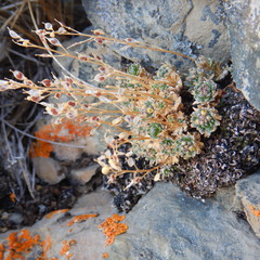 Draba oligosperma