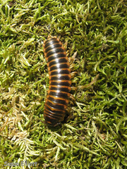 Apheloriini
