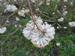 Edgeworthia chrysantha
