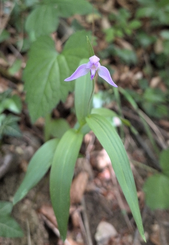 Red Helleborine