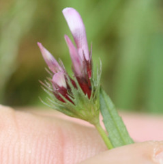 Trifolium oliganthum